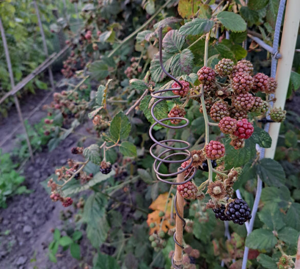 {{brizy_dc_image_alt imageSrc=